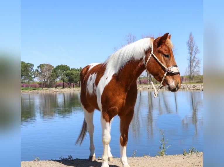 American Quarter Horse Gelding 6 years 13,3 hh Chestnut in PLeasant Grove CA