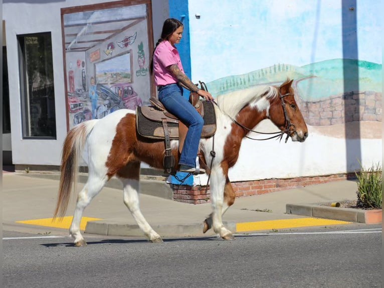 American Quarter Horse Gelding 6 years 13,3 hh Chestnut in PLeasant Grove CA