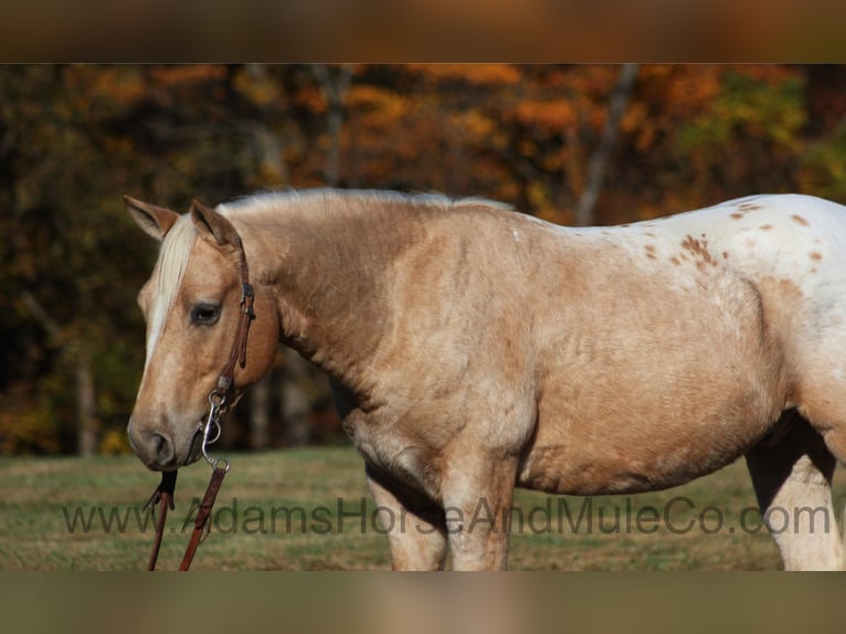 American Quarter Horse Gelding 6 years 13,3 hh Palomino in Mount Vernon