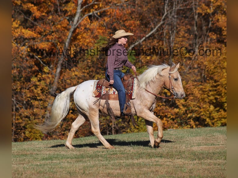 American Quarter Horse Gelding 6 years 13,3 hh Palomino in Mount Vernon