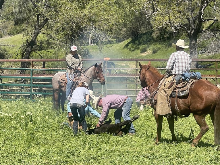 American Quarter Horse Gelding 6 years 13,3 hh Roan-Bay in Paicines CA