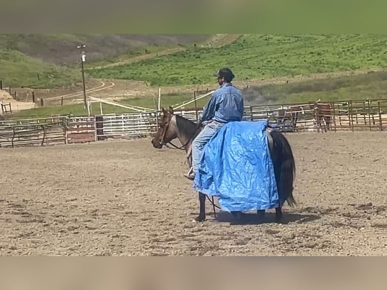 American Quarter Horse Gelding 6 years 13,3 hh Roan-Bay in Paicines CA