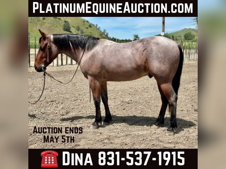 American Quarter Horse Gelding 6 years 13,3 hh Roan-Bay in Paicines CA