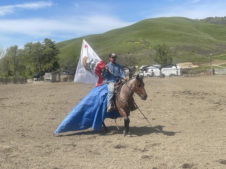 American Quarter Horse Gelding 6 years 13,3 hh Roan-Bay in Paicines CA