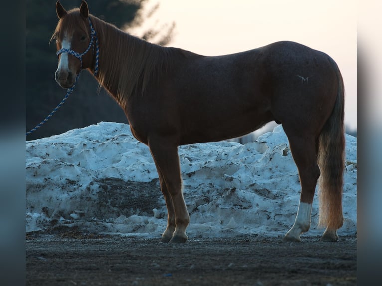 American Quarter Horse Gelding 6 years 13,3 hh Roan-Red in Joy