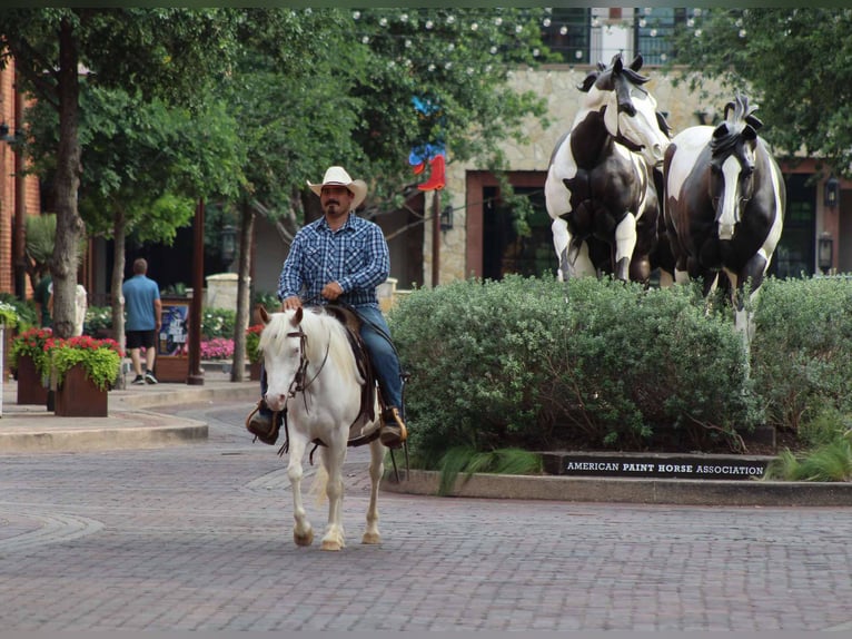 American Quarter Horse Gelding 6 years 13 hh Overo-all-colors in Stepheville TX