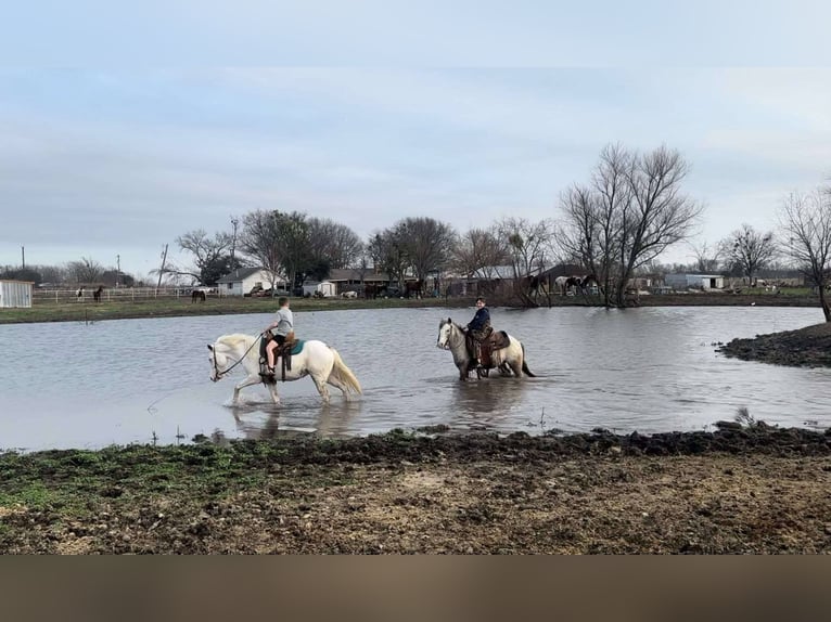 American Quarter Horse Gelding 6 years 13 hh Overo-all-colors in Stepheville TX