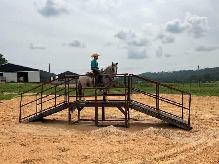 American Quarter Horse Gelding 6 years 13,1 hh Roan-Blue in Cave City KY