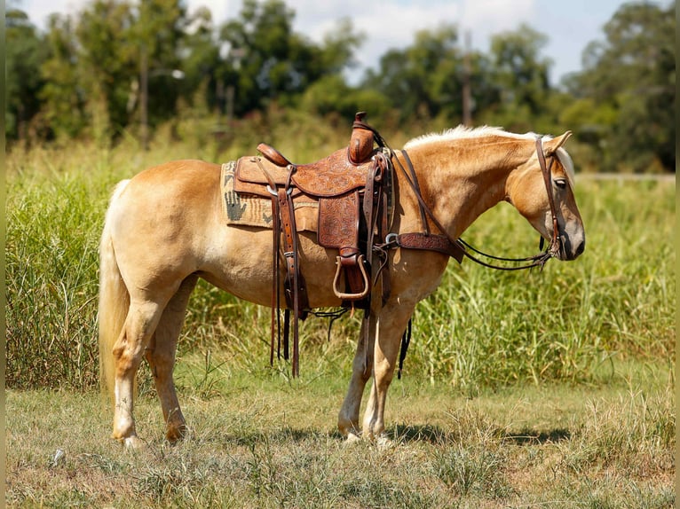 American Quarter Horse Gelding 6 years 13,3 hh Palomino in Rusk TX