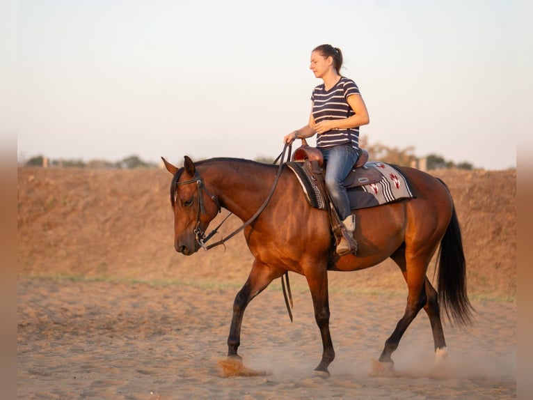 American Quarter Horse Gelding 6 years 14.1 hh Bay in Budapest