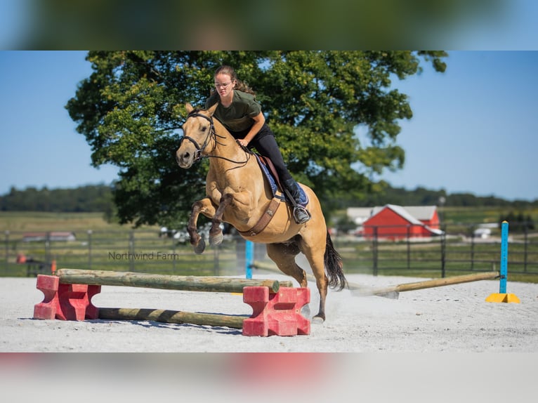 American Quarter Horse Gelding 6 years 14,1 hh Buckskin in Millersburg, OH