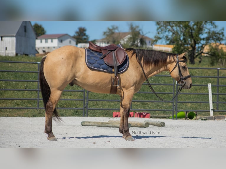 American Quarter Horse Gelding 6 years 14,1 hh Buckskin in Millersburg, OH