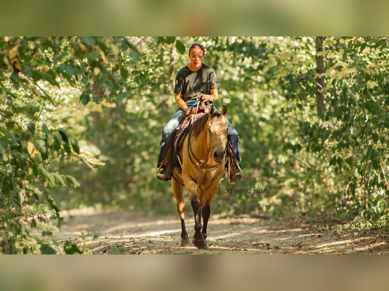 American Quarter Horse Gelding 6 years 14,1 hh Buckskin in Millersburg, OH