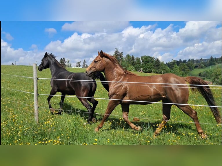 American Quarter Horse Gelding 6 years 14.1 hh Chestnut-Red in Höchenschwand