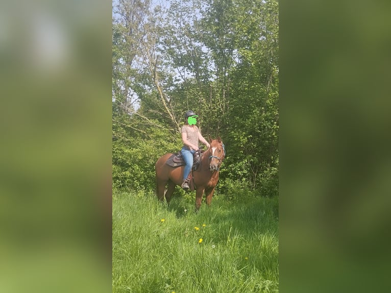 American Quarter Horse Gelding 6 years 14,1 hh Chestnut-Red in Erftstadt