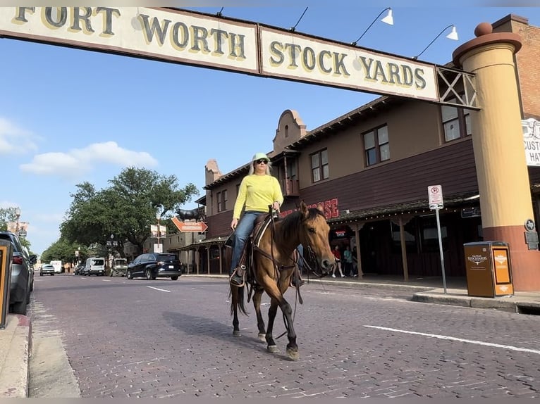 American Quarter Horse Gelding 6 years 14,1 hh Dun in Weatherford TX