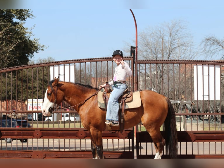American Quarter Horse Gelding 6 years 14.1 hh Dun in Weatherford TX