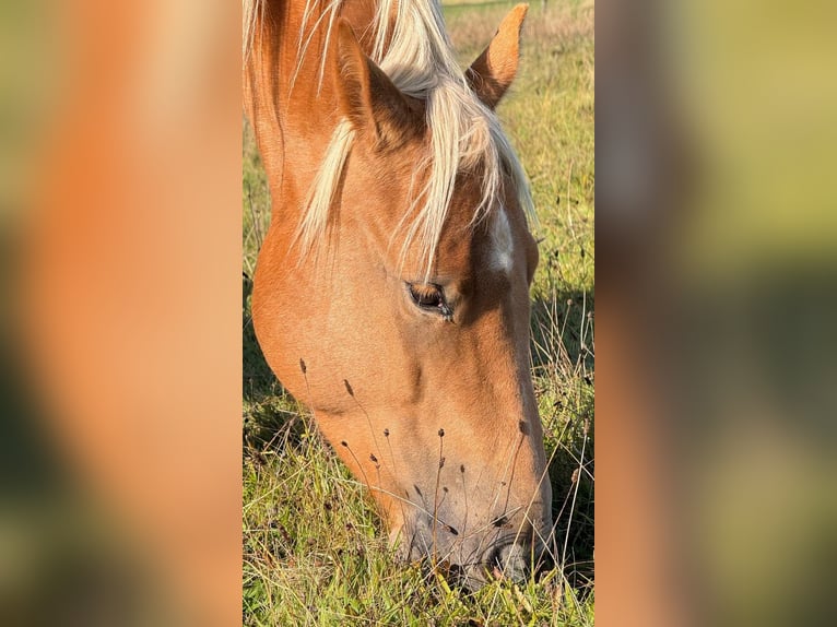 American Quarter Horse Gelding 6 years 14.1 hh Palomino in Limoges