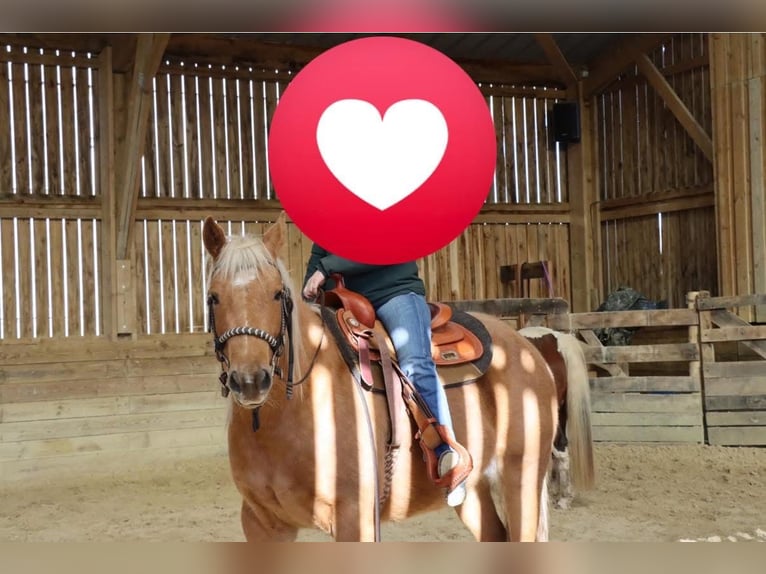 American Quarter Horse Gelding 6 years 14.1 hh Palomino in Limoges