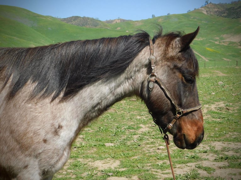 American Quarter Horse Gelding 6 years 14,1 hh Roan-Bay in Paices, CA