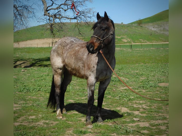 American Quarter Horse Gelding 6 years 14,1 hh Roan-Bay in Paices, CA