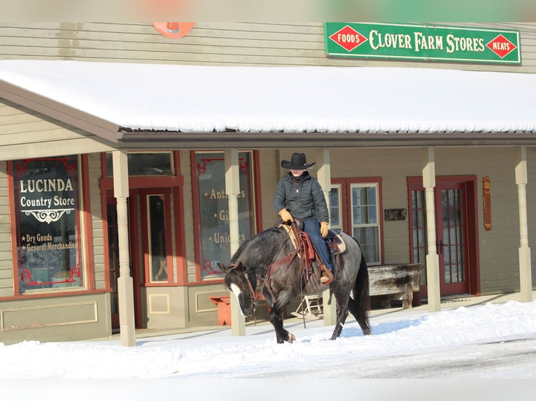 American Quarter Horse Gelding 6 years 14,1 hh Roan-Blue in Clarion