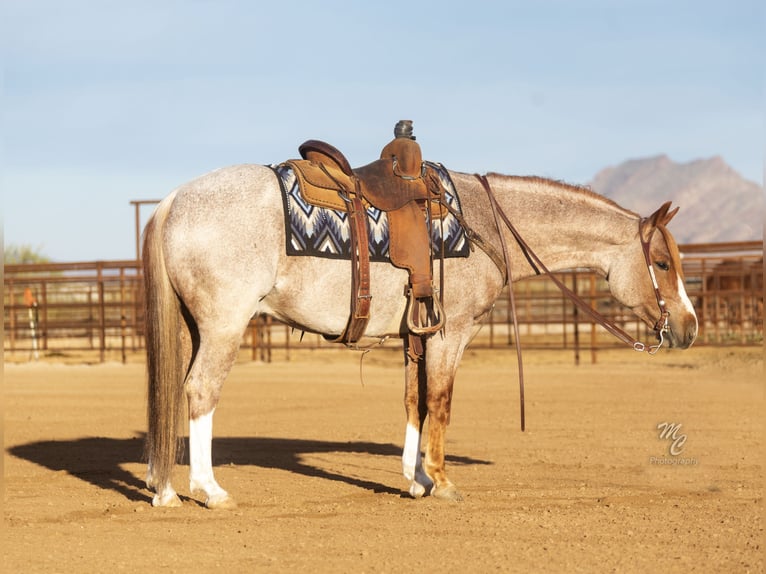 American Quarter Horse Gelding 6 years 14,1 hh Roan-Red in Wickenburg, AZ