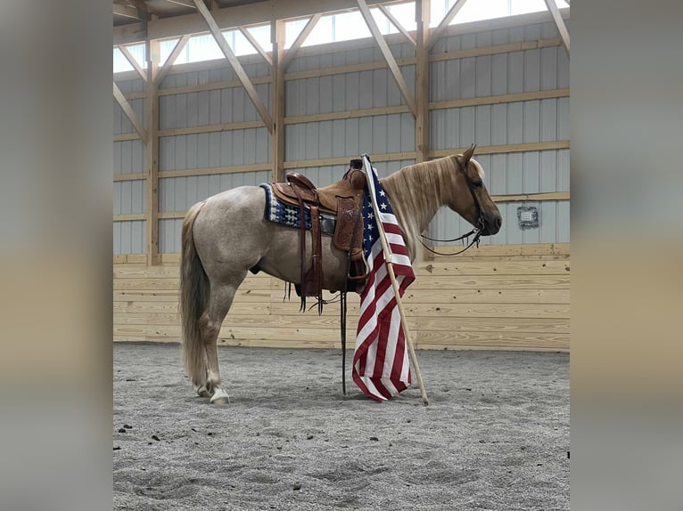 American Quarter Horse Mix Gelding 6 years 14,1 hh Roan-Red in Allenwood