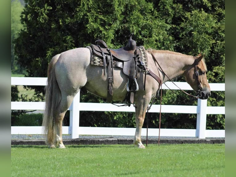 American Quarter Horse Mix Gelding 6 years 14,1 hh Roan-Red in Allenwood