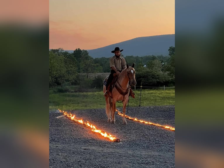 American Quarter Horse Mix Gelding 6 years 14,1 hh Roan-Red in Allenwood