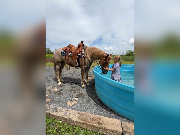 American Quarter Horse Mix Gelding 6 years 14,1 hh Roan-Red in Allenwood