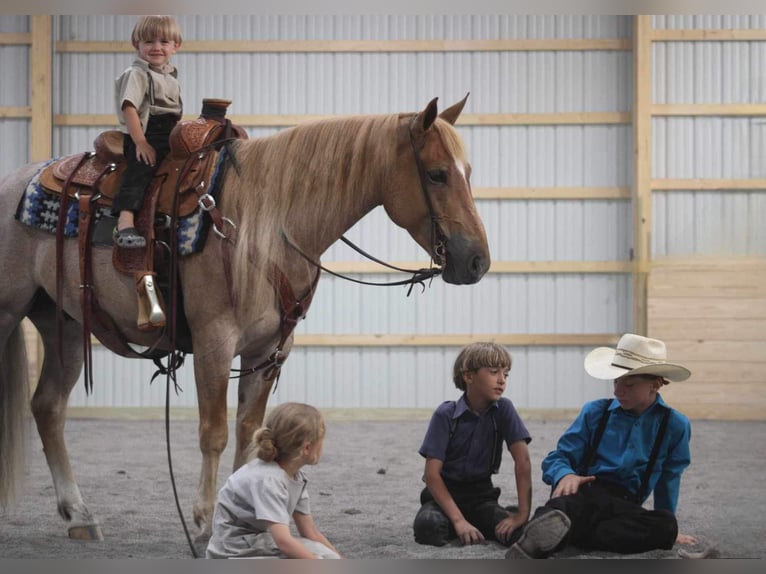 American Quarter Horse Mix Gelding 6 years 14,1 hh Roan-Red in Allenwood