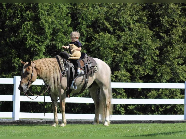 American Quarter Horse Mix Gelding 6 years 14,1 hh Roan-Red in Allenwood