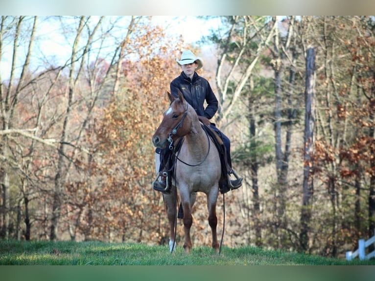 American Quarter Horse Gelding 6 years 14,1 hh Roan-Red in Millerstown PA