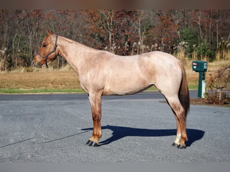 American Quarter Horse Gelding 6 years 14,1 hh Roan-Red in Millerstown PA