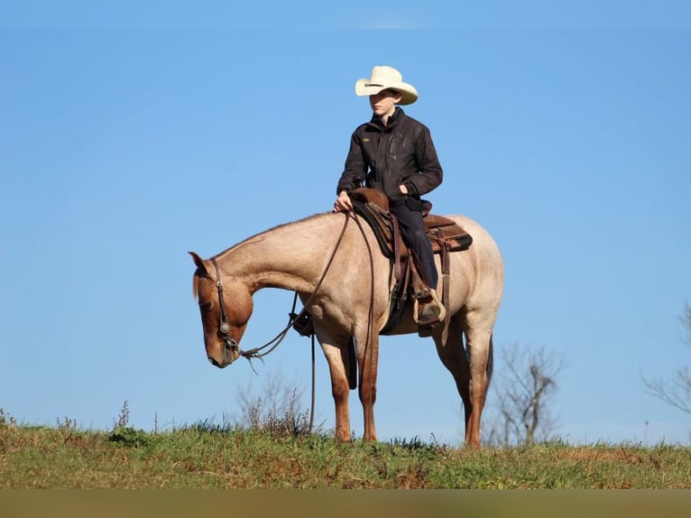 American Quarter Horse Gelding 6 years 14,1 hh Roan-Red in Millerstown PA