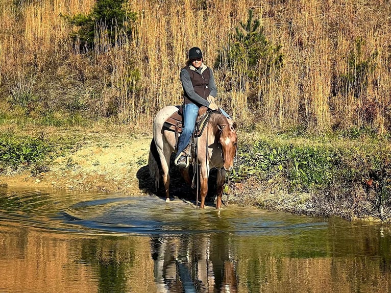 American Quarter Horse Gelding 6 years 14,1 hh Roan-Red in Millerstown PA