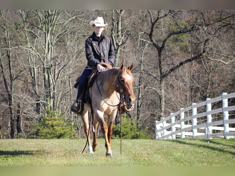 American Quarter Horse Gelding 6 years 14,1 hh Roan-Red in Millerstown PA