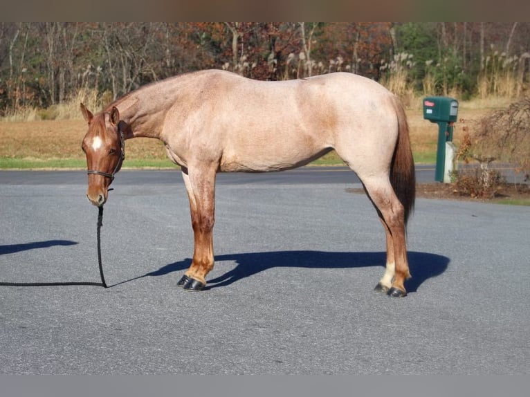 American Quarter Horse Gelding 6 years 14,1 hh Roan-Red in Millerstown PA