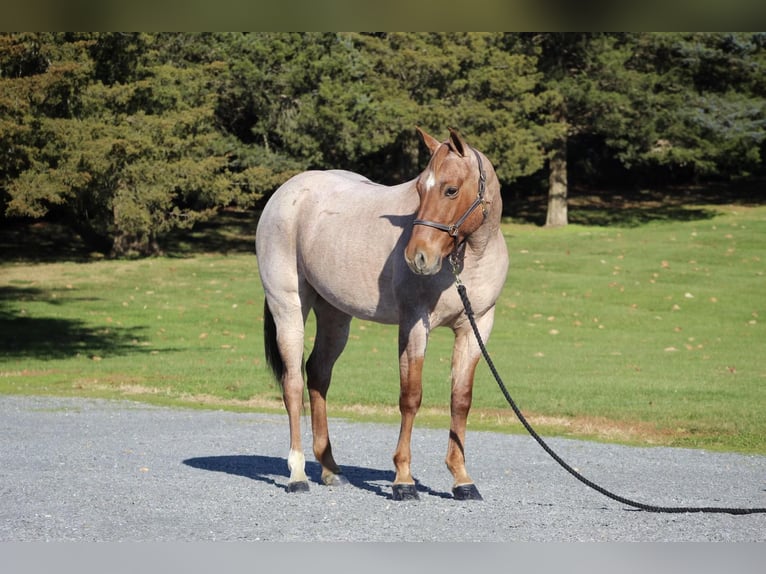 American Quarter Horse Gelding 6 years 14,1 hh Roan-Red in Millerstown PA