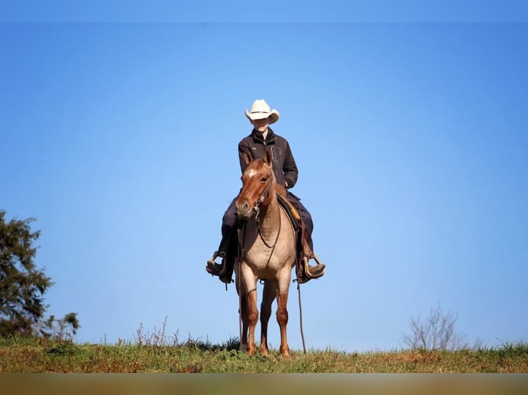 American Quarter Horse Gelding 6 years 14,1 hh Roan-Red in Millerstown PA