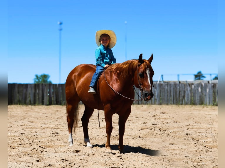 American Quarter Horse Gelding 6 years 14,1 hh Sorrel in Nevis, MN