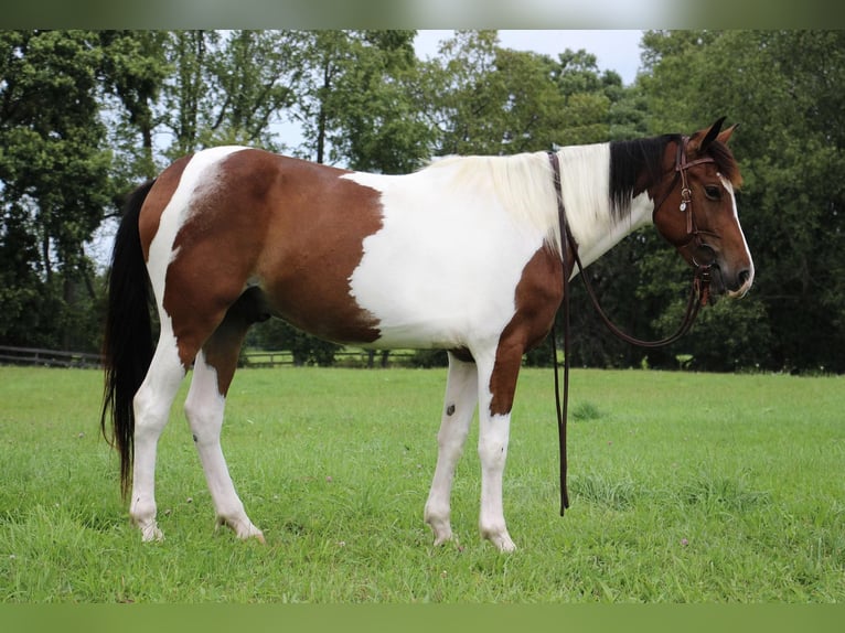 American Quarter Horse Gelding 6 years 14,1 hh Tobiano-all-colors in Highland MI