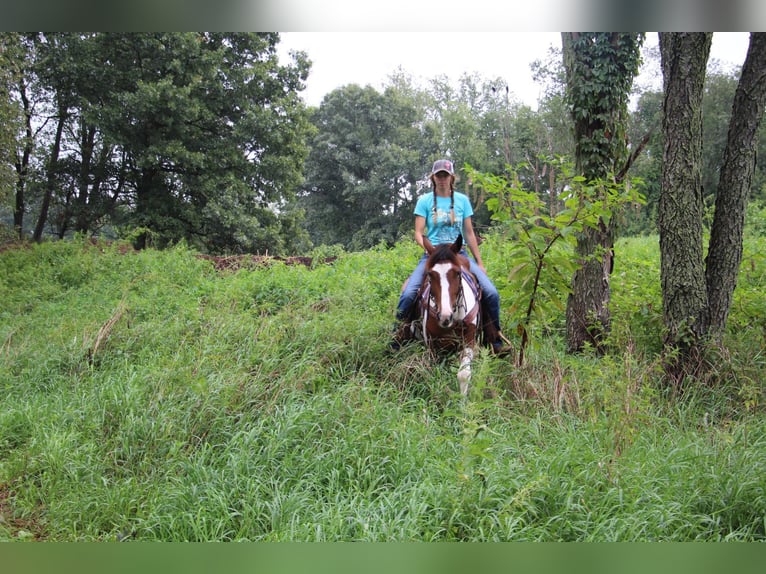 American Quarter Horse Gelding 6 years 14,1 hh Tobiano-all-colors in Howell MI