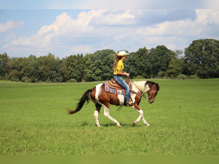 American Quarter Horse Gelding 6 years 14,1 hh Tobiano-all-colors in Howell MI