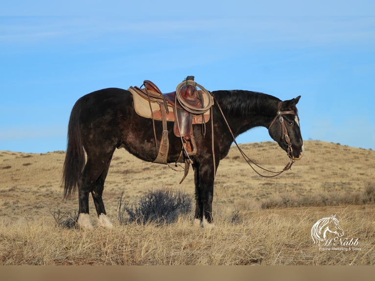 American Quarter Horse Gelding 6 years 14,2 hh Black in Ranchester, WY