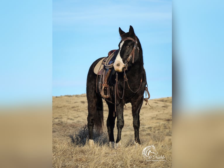 American Quarter Horse Gelding 6 years 14,2 hh Black in Ranchester, WY