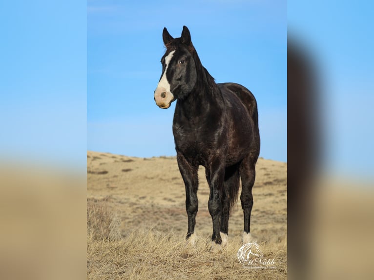 American Quarter Horse Gelding 6 years 14,2 hh Black in Ranchester, WY