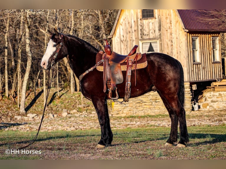 American Quarter Horse Gelding 6 years 14.2 hh Black in Flemingsburg KY