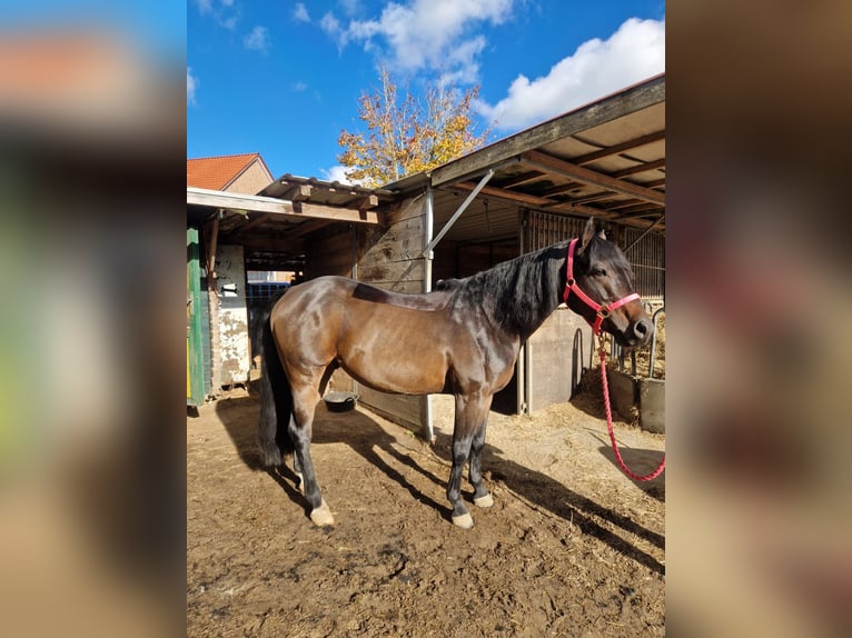 American Quarter Horse Gelding 6 years 14.2 hh Brown in Winsen (Aller)